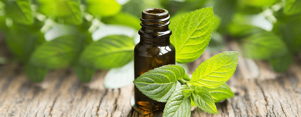 Peppermint essential oil for sauna aromatherapy