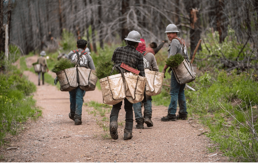 Forest Workers