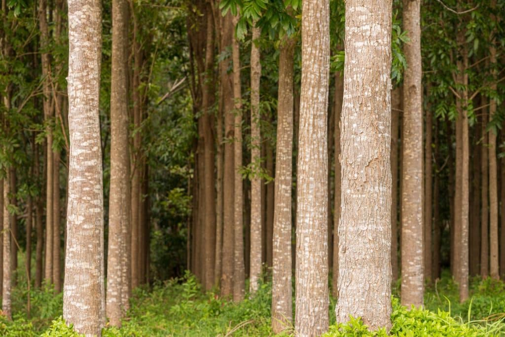 Forest trees