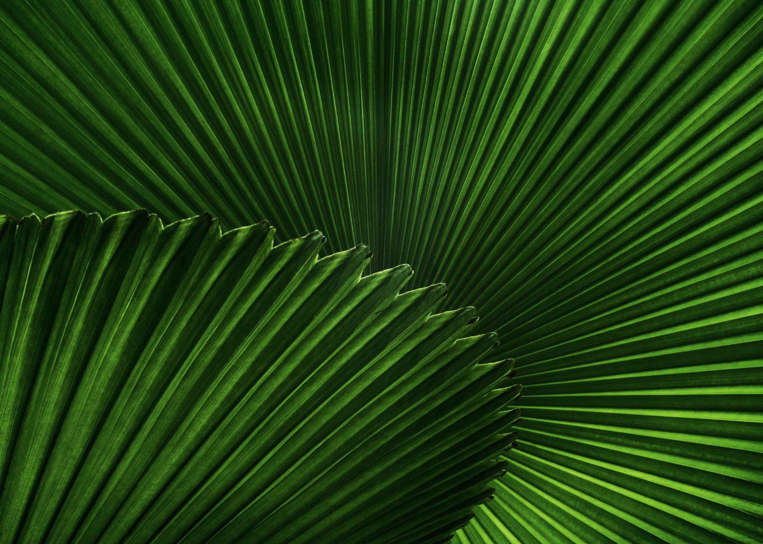 leaves background